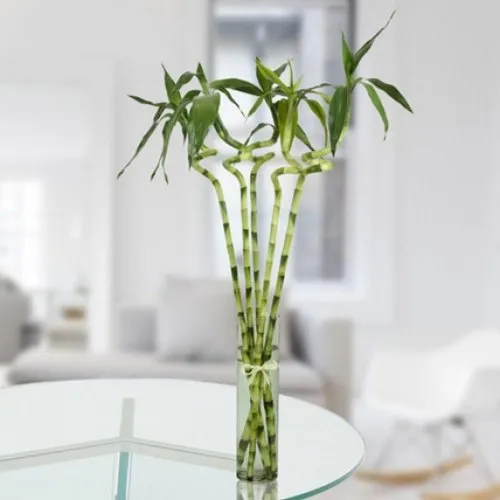 Boost Your Home Decor with a Stunning Spiral Bamboo Plant - Discover the Benefits!