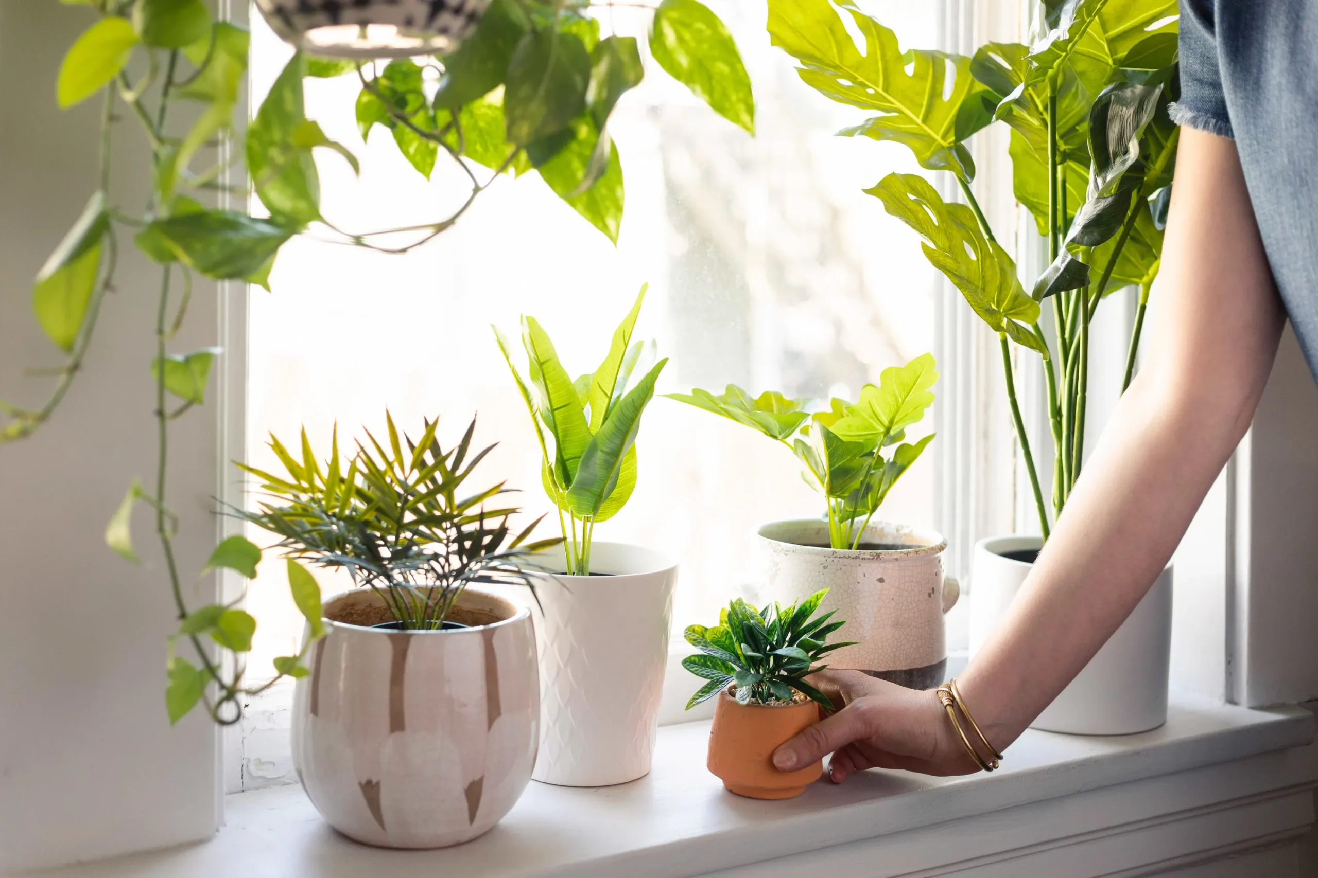 False Bamboo: The Ultimate Guide to Growing and Caring for This Versatile Plant