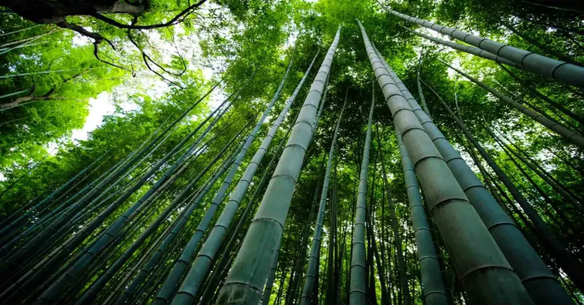 A Complete Guide to Planting and Growing Bamboo
