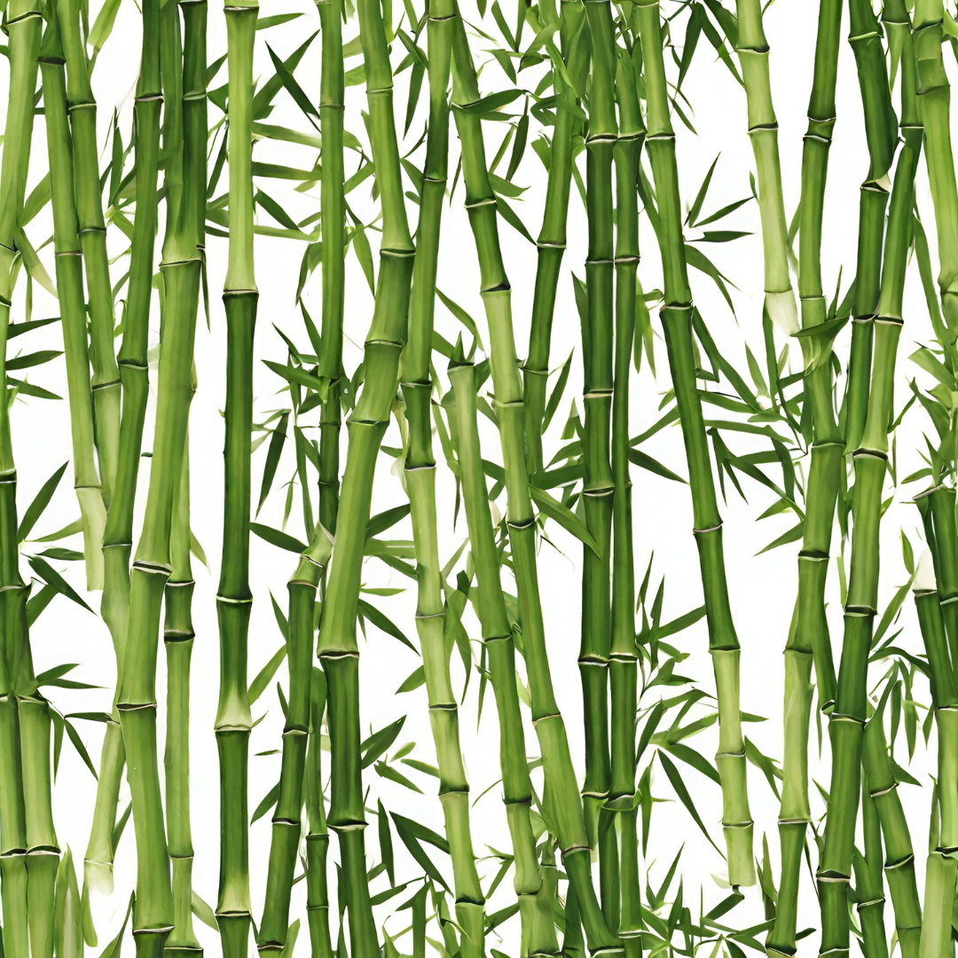 bamboo bush