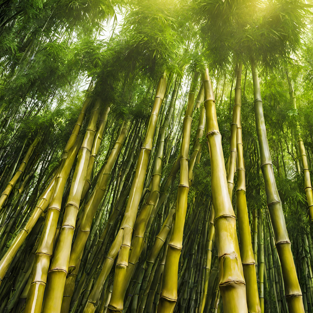 Golden Goddess Bamboo