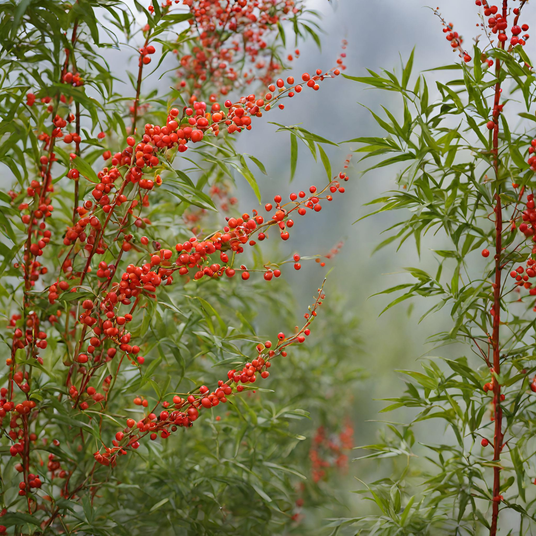 Heavenly Bamboo