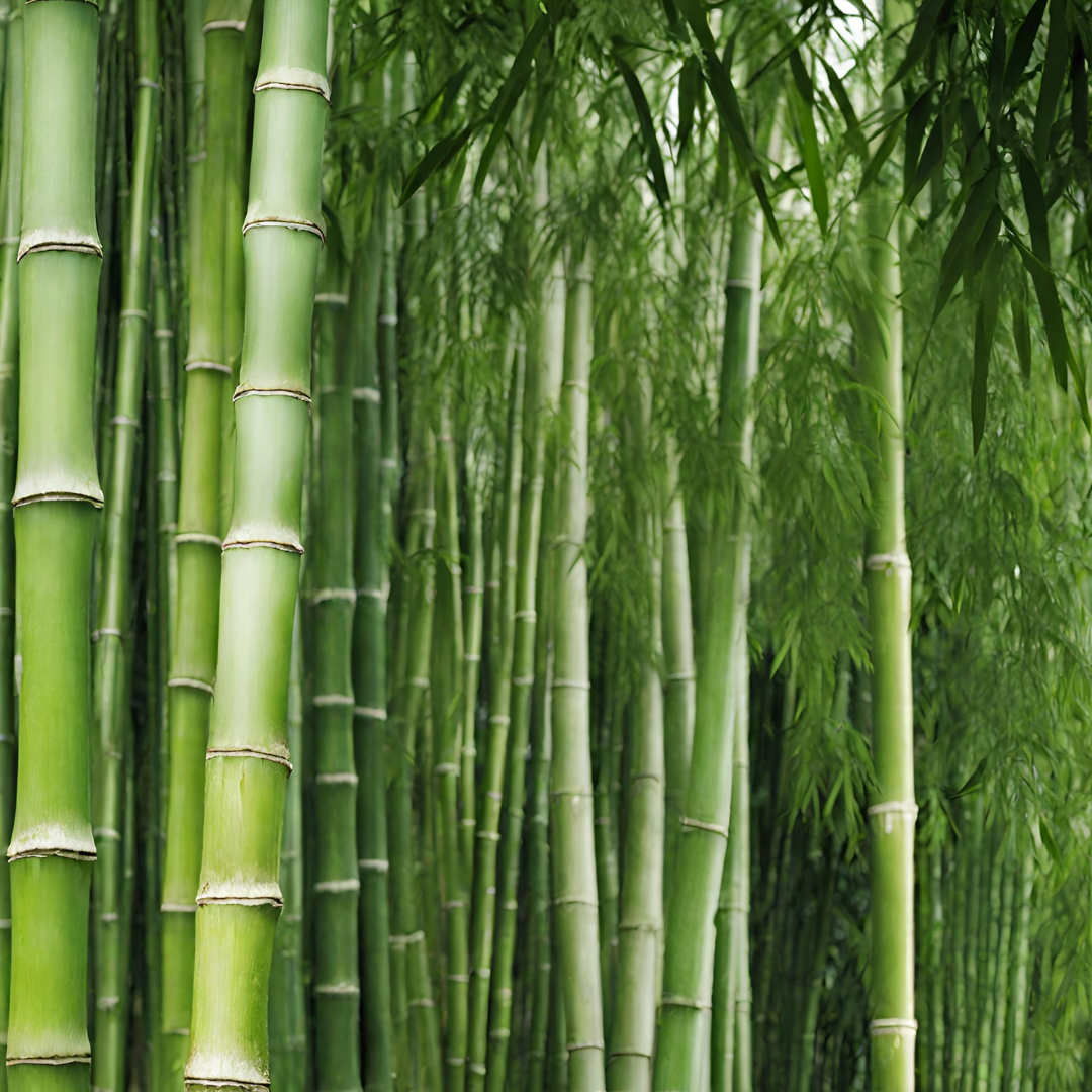 Grow Your Garden With Cold Hardy Bamboo: A Complete Guide