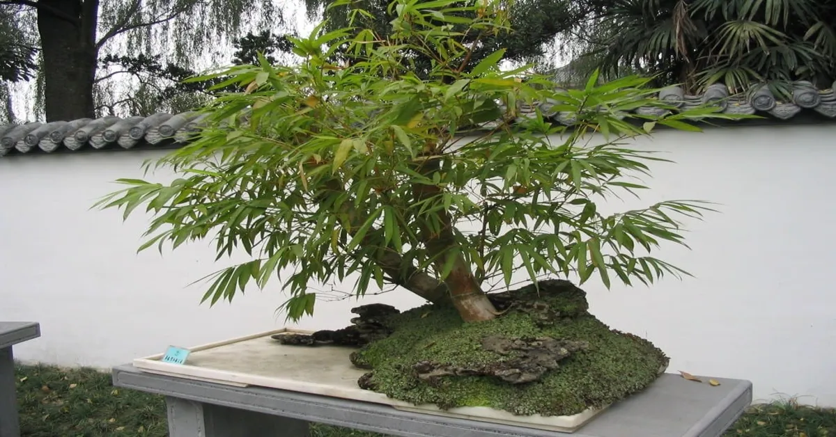 bamboo bonsai tree