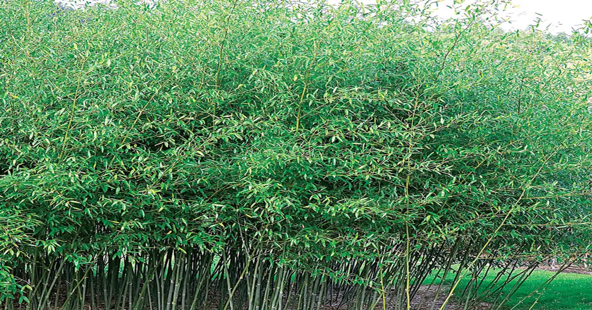 bamboo hardiness zone