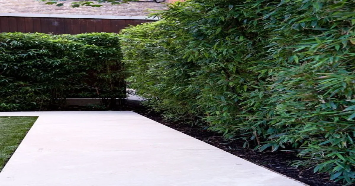 Bamboo Screening Plants for Privacy: Boost Your Outdoor Space with ...