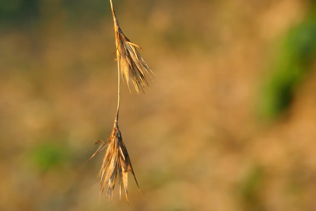 bamboo seeds