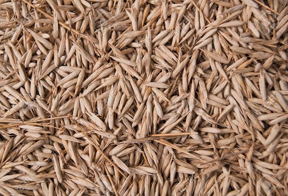 bamboo seeds
