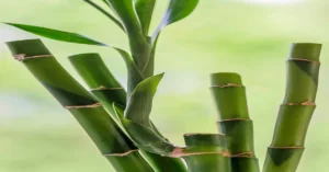 Transform Your Garden with Bamboo:Unique Uses for this Versatile Plant