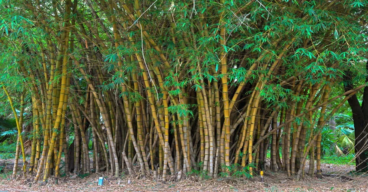 bamboo tree outdoor