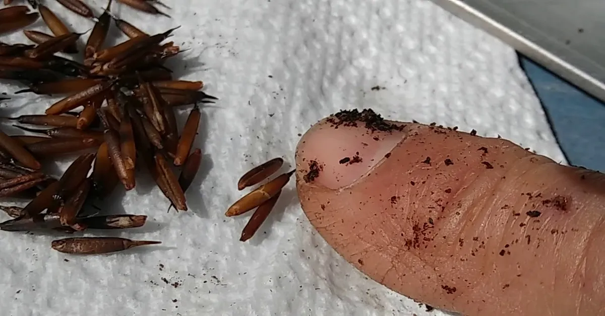 germinating bamboo seeds