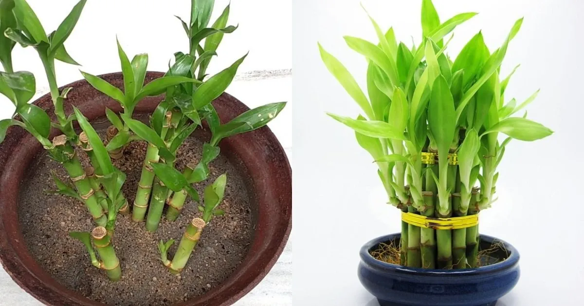 lucky bamboo soil