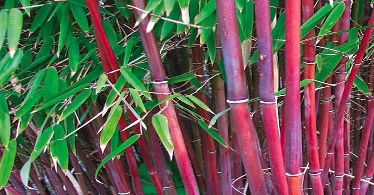 red bamboo plant